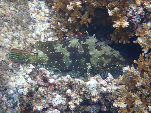 Starry Grouper