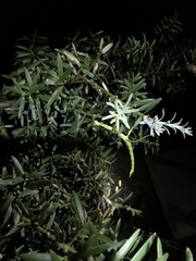 Acanthoxyla geisovii