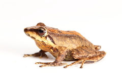 Pristimantis pharangobates