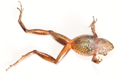 Pristimantis pharangobates