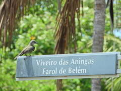 Tyrannus melancholicus