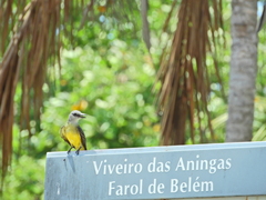 Tyrannus melancholicus