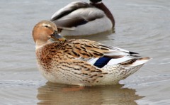 Anas platyrhynchos domesticus