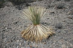 Yucca rostrata