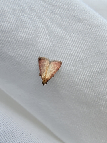 Posturing Arta Moth photo 4