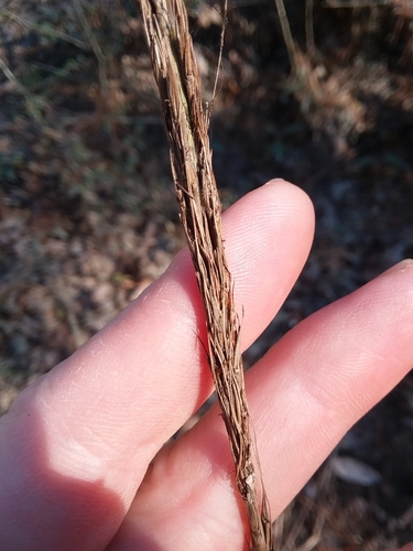Image of Erianthus strictus by (c) Will McFarland, some rights reserved (CC BY)