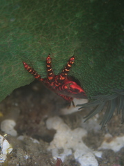 Allopetrolisthes spinifrons