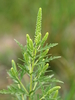 Western Ragweed - Photo (c) 
Annabell Hormann / korina.info, some rights reserved (CC BY-SA)