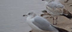 Larus delawarensis