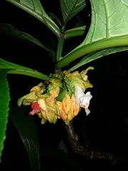 Drymonia macrantha