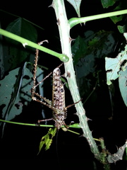 Acanthodiphrus conspersus