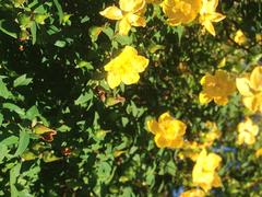 Hypericum henryi