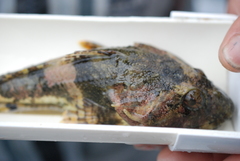 Myoxocephalus polyacanthocephalus