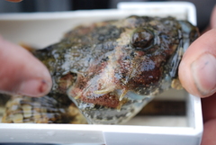 Myoxocephalus polyacanthocephalus