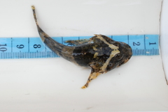Myoxocephalus polyacanthocephalus