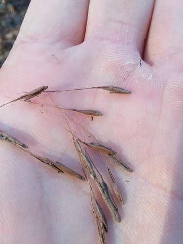 Image of Erianthus strictus by (c) Will McFarland, some rights reserved (CC BY)