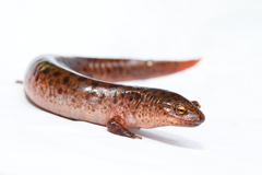 Pseudotriton ruber ruber