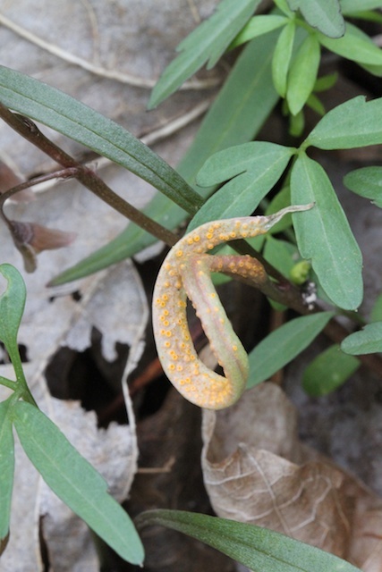 Puccinia mariae-wilsoniae image