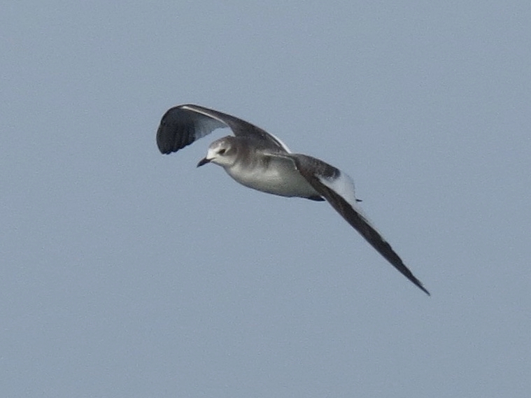 Sabine's Gull