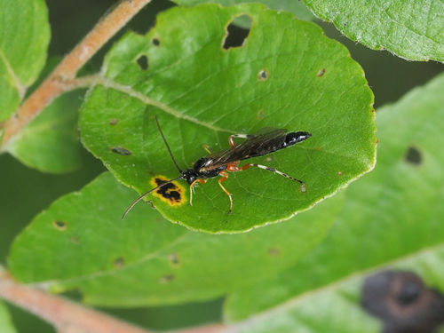 Iseropus stercorator