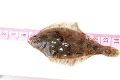 Citharichthys sordidus