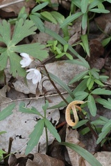 Puccinia mariae-wilsoniae