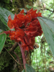 Glossoloma ichthyoderma
