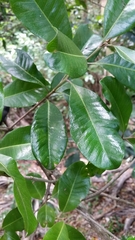 Planchonella costata