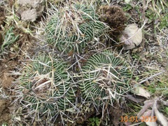 Echinofossulocactus crispatus