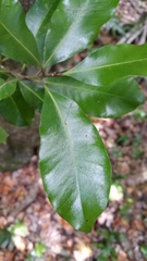 Planchonella costata