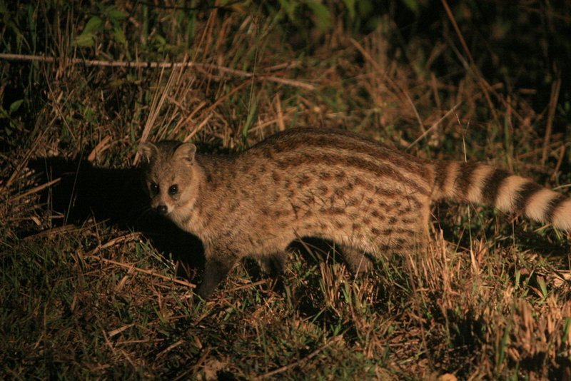 Large Indian civet - Wikipedia