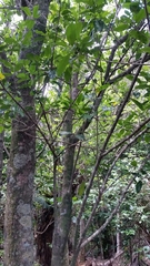 Planchonella costata