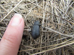 Iphthiminus serratus