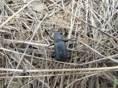 Iphthiminus serratus