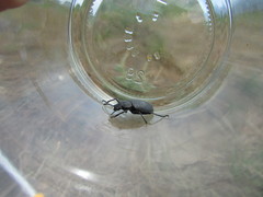 Iphthiminus serratus