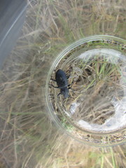 Iphthiminus serratus