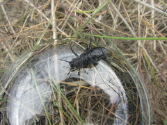 Iphthiminus serratus