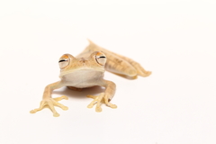 Boana calcarata