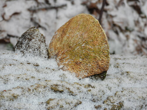 Ąžuolinis Vinguris