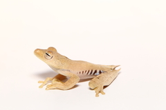 Boana calcarata