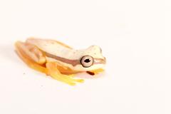 Dendropsophus rhodopeplus