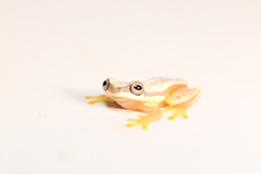 Dendropsophus rhodopeplus