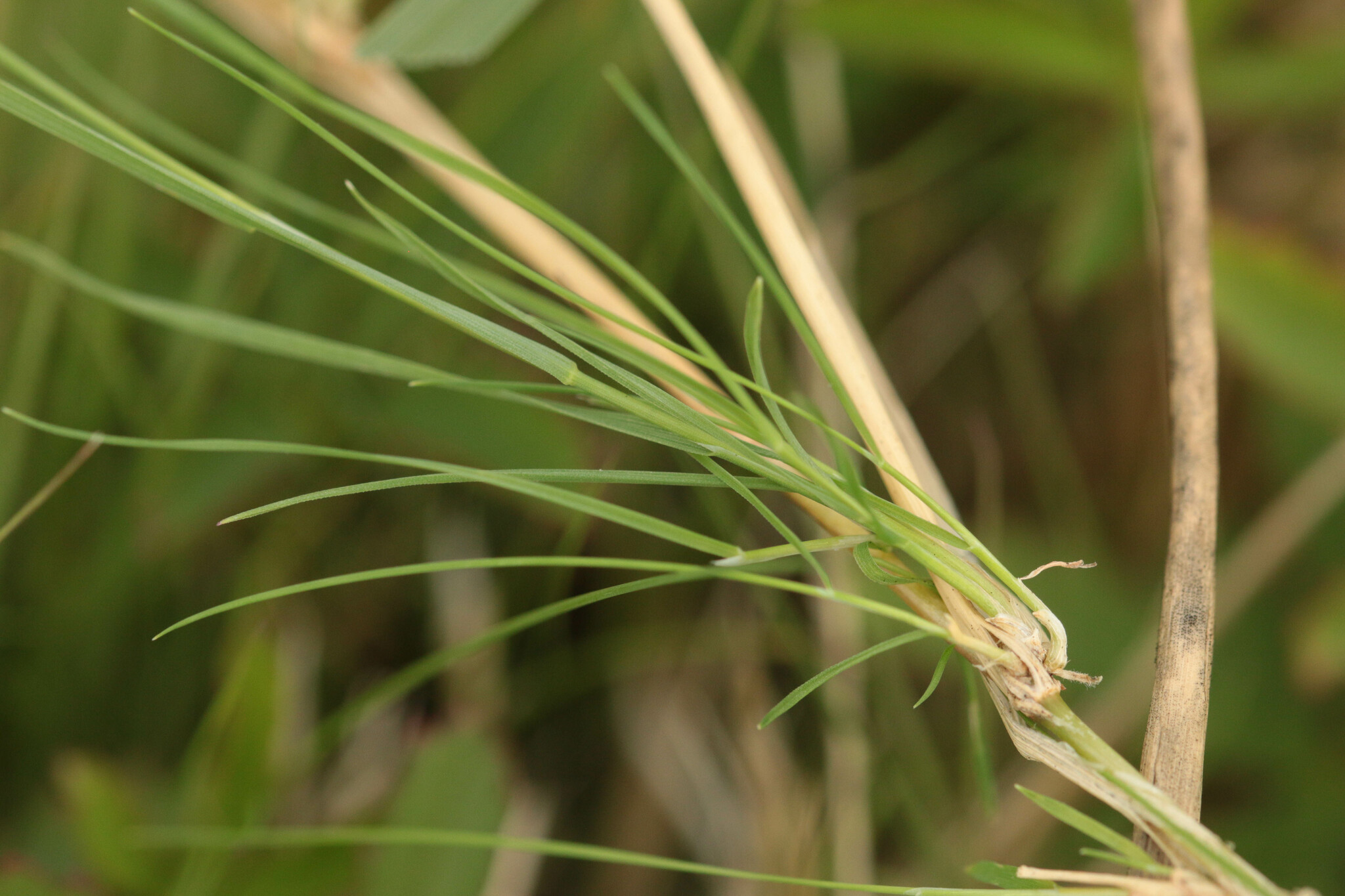 Agrostis canina
