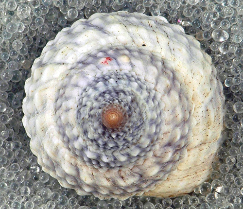 Beaded Periwinkle
