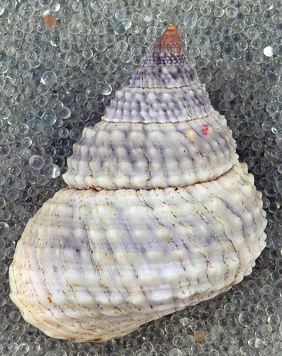 Beaded Periwinkle