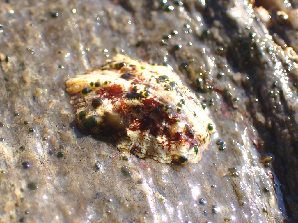 Isactis