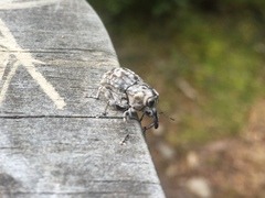 Eutyrhinus squamiger