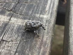 Eutyrhinus squamiger