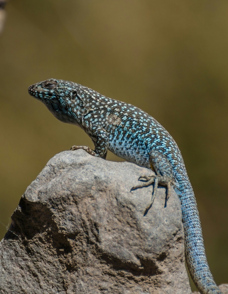 Black-Green Tree Iguana