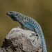 Black-green Smooth-throated Lizard - Photo (c) Pablo Gutiérrez Maier, some rights reserved (CC BY-NC), uploaded by Pablo Gutiérrez Maier